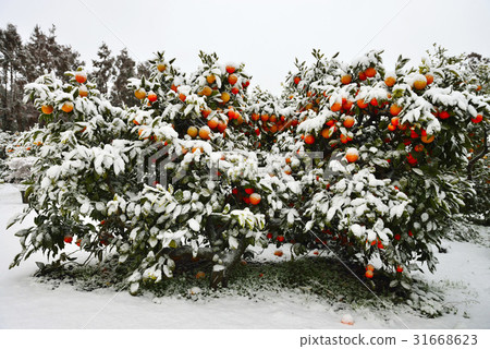 Tangerine, Jeju Island 31668623