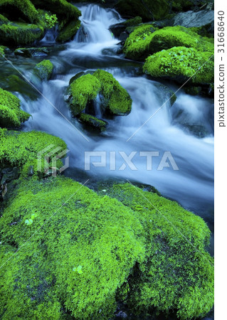 Jangjeon Valley, Pyeongchang County, Gangwon Province 31668640