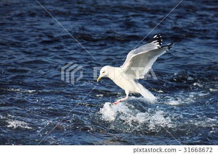 海鷗 31668672