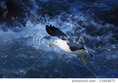 海鷗 31668675