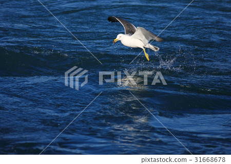 海鷗 31668678