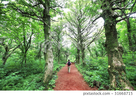 Hee-Sook Ko,Bijarim,Gucheong-eup,Jeju-si,Jeju-do Hee-Sook Ko,Bijarim,Gucheong-eup,Jeju-si,Jeju-do 31668715