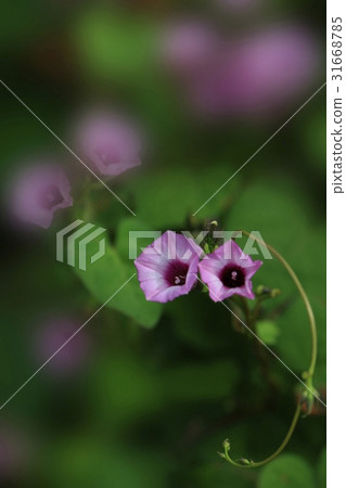 Morning morning glory Morning morning glory 31668785