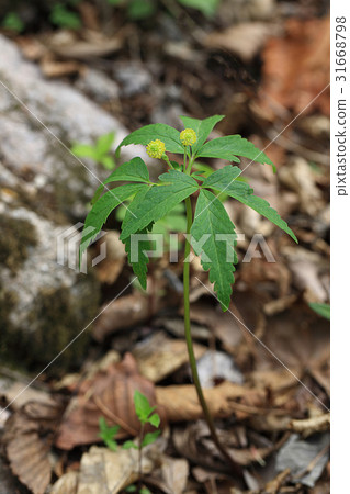 蒼蠅般的花朵 蒼蠅般的花朵 31668798