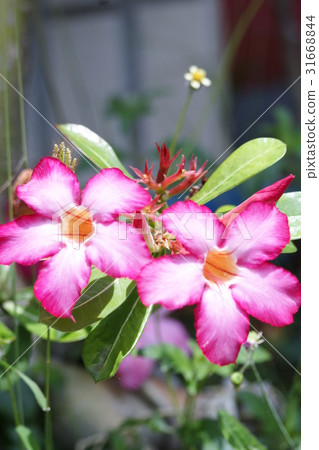 沙漠玫瑰 沙漠玫瑰 31668844