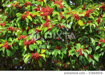 Fir Fir 31668856