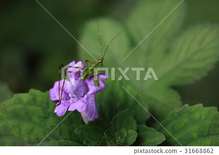 Bangulkkot,草蜢 Bangulkkot,草蜢 31668862