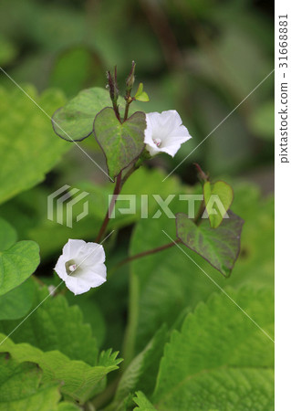 早上牽牛花 早上牽牛花 31668881