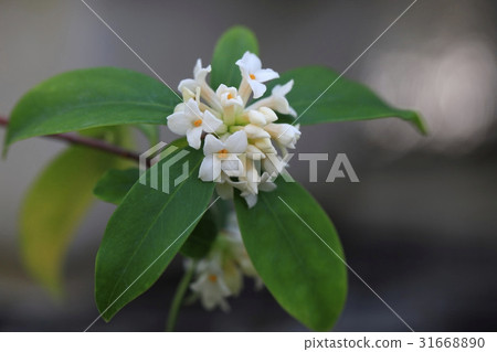 Cheonrihyang Cheonrihyang 31668890