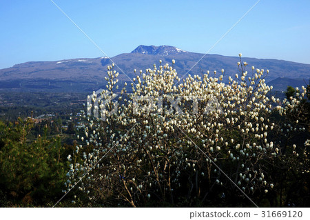 木蘭，漢拏山，濟州島 31669120