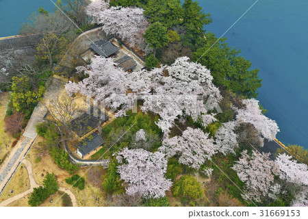 櫻花，Chungryosan，Namhae，Gyeongnam 31669153