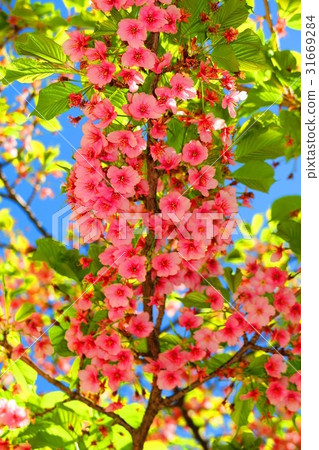 Kawazu Sakura(Kawazuzakura)景觀 Kawazu Sakura(Kawazuzakura)景觀 31669284