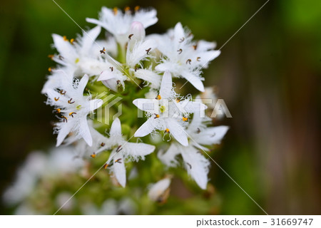 Mitsugashiwa之花 Mitsugashiwa之花 31669747