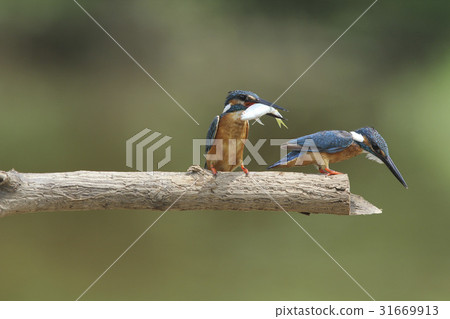 kingfisher kingfisher 31669913