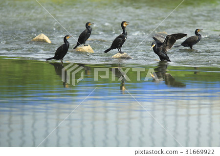 cormorant 31669922