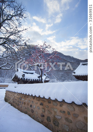 柿子,Baekyangsa,Baekam山,Changseong縣,全南 柿子,Baekyangsa,Baekam山,Changseong縣,全南 31669931