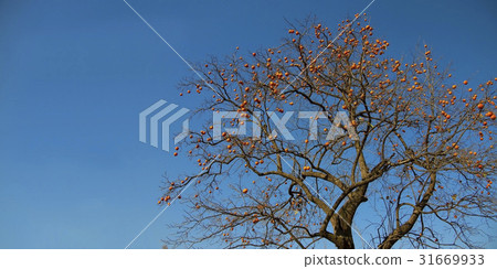 Persimmon, chungbuk 31669933