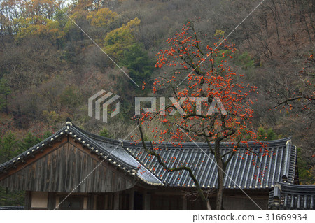 柿子，Baekyangsa，Baekam山，Changseong縣，全南 31669934
