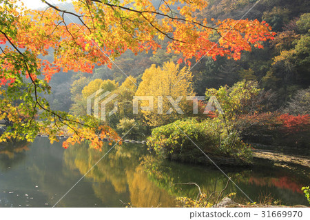 Maple, Baekam Mountain, Changseong County, Jeonnam 31669970