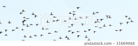 Duck, Gangwon-do 31669988