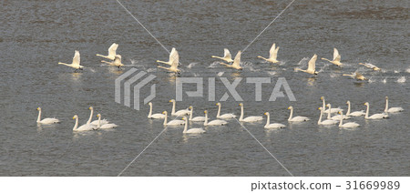 天鵝（自然紀念碑第201號） 31669989