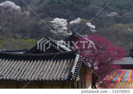 Hwacheom寺(歷史遺址No。505),Jiri Mountain,Gurye-gun,Jeonnam Hwacheom寺(歷史遺址No。505),Jiri Mountain,Gurye-gun,Jeonnam 31670003