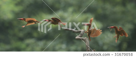 赤翡翠 赤翡翠 31670058