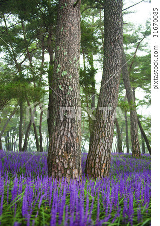 Macmundong, Changzhou, Gyeongbuk 31670085