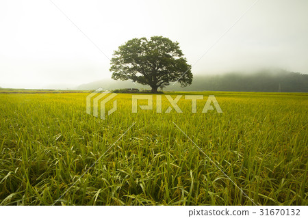 Rice, zelkova, Boeun-gun, Chungbuk 31670132