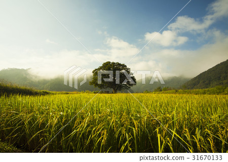 Rice，zelkova，Boeun-gun，Chungbuk 31670133