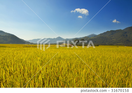 稻田,松樹,pyeongsari,gyangyangmyeon,Hongong-gun,Gyeongnam 稻田,松樹,pyeongsari,gyangyangmyeon,Hongong-gun,Gyeongnam 31670158