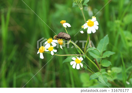 Chafer Chafer 31670177