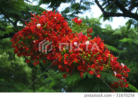 Poinciana Poinciana 31670256