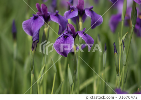 Murasaki iris 31670472