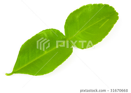 Kaffir lime leaves isolated Kaffir lime leaves isolated 31670668