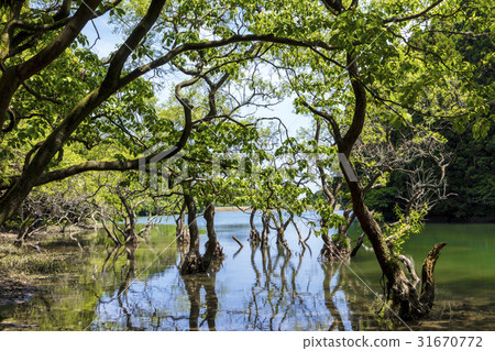 Immovable pond Immovable pond 31670772