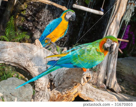 colourful parrot bird sitting colourful parrot bird sitting 31670803