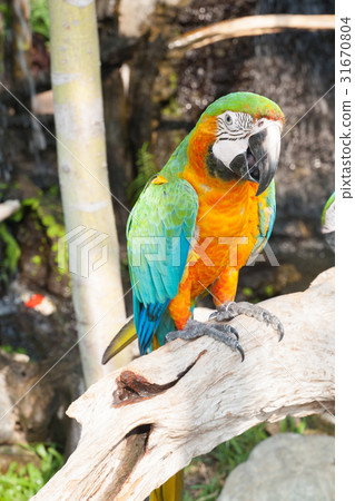 colourful parrot bird sitting colourful parrot bird sitting 31670804
