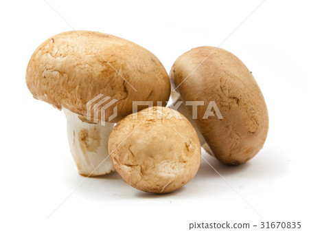 fresh champignons brown version isolated fresh champignons brown version isolated 31670835