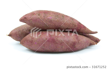 tapioca plants cassava closeup isolated tapioca plants cassava closeup isolated 31671252