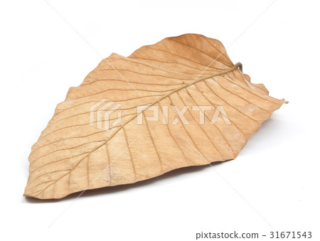 dry leaves isolated dry leaves isolated 31671543
