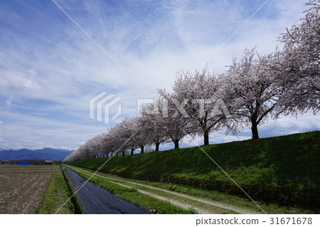 Cherry Blossoms	 31671678