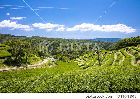 富士茶園 31671805
