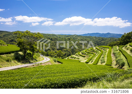 富士茶園 31671806