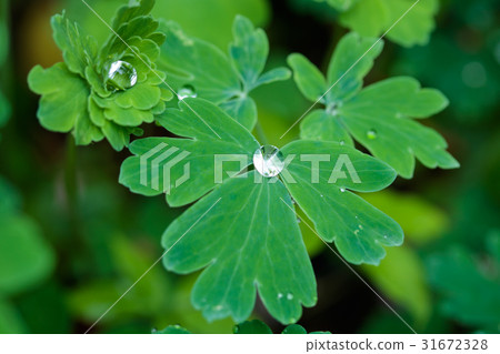 Dew on the leaves 31672328