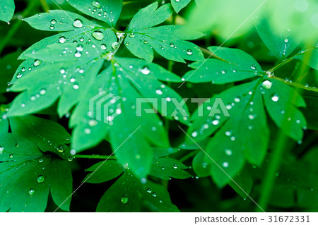 Dew on the leaves Dew on the leaves 31672331