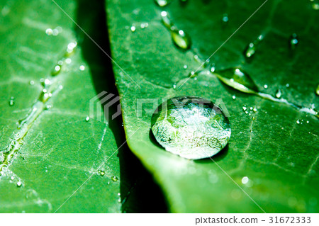 露在樹葉上 31672333