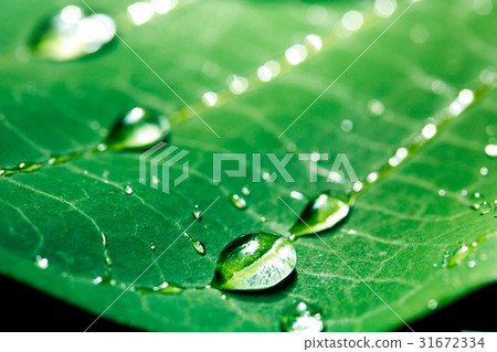 Dew on the leaves 31672334