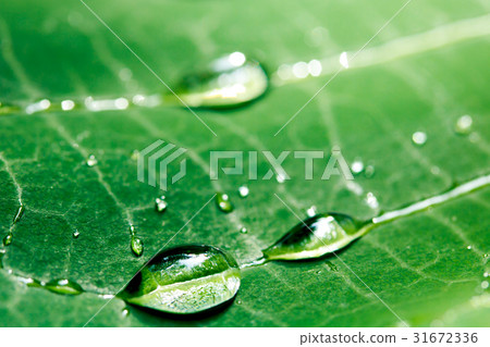 露在樹葉上 31672336