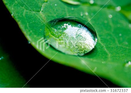 Dew on the leaves 31672337